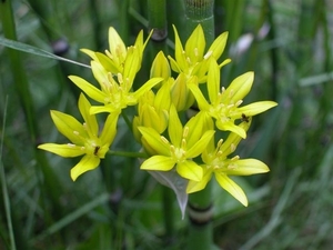 Gele vijverbloem