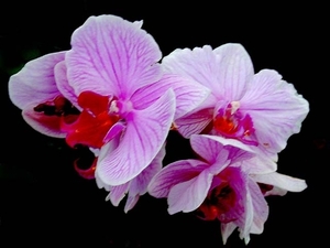 Orchidee