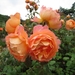 Wales 2010 081