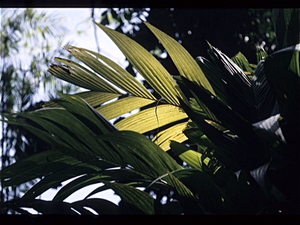 Botanische Tuin Kebun Raya