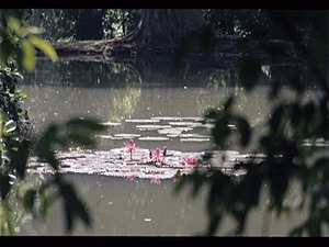 Botanische Tuin Kebun Raya