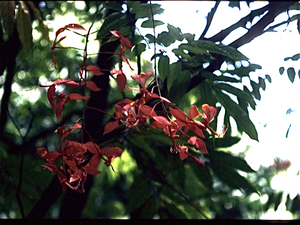 Botanische Tuin Kebun Raya