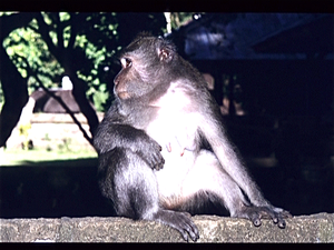 Para Taman Ayun (Heilg woud - Bali)