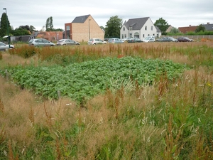 10.07.16.LOTENHULLE PATTATTENVELD