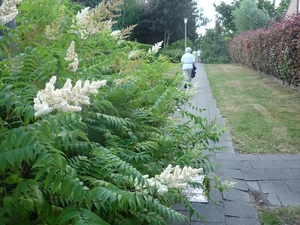 10.07.17.SIJSELE.DOOR EEN WIJK