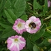 10.07.21.LAPSCHEURE .BLOEMEKES MET HOMMEL