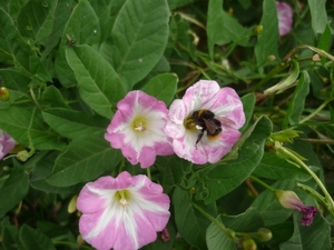 10.07.21.LAPSCHEURE .BLOEMEKES MET HOMMEL