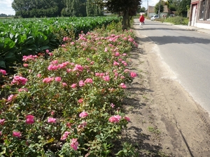 10.08.28.KANEGEM BLOEMENDORP