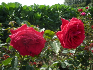 10.08.28.KANEGEM BLOEMENDORP