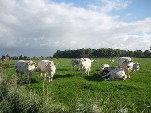 10.09.17.BOEKHOUTE.WE HEBBEN VEEL BEKIJKS