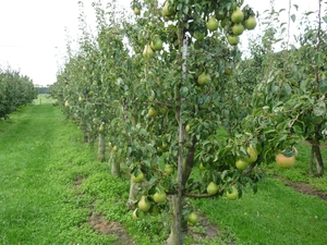 10.09.17.BOEKHOUTE LEKKERE PEREN