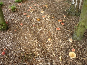 10.09.19.LEMBEKE.VERZAMELING PADDESTOELEN