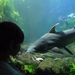 aquarium Vannes