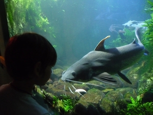 aquarium Vannes