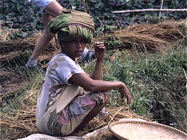 Sulawesi