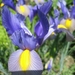 blauwe iris