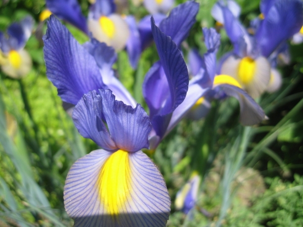 blauwe iris