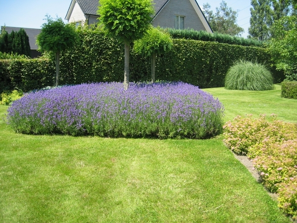 lavendel onder accacia
