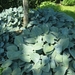 hosta