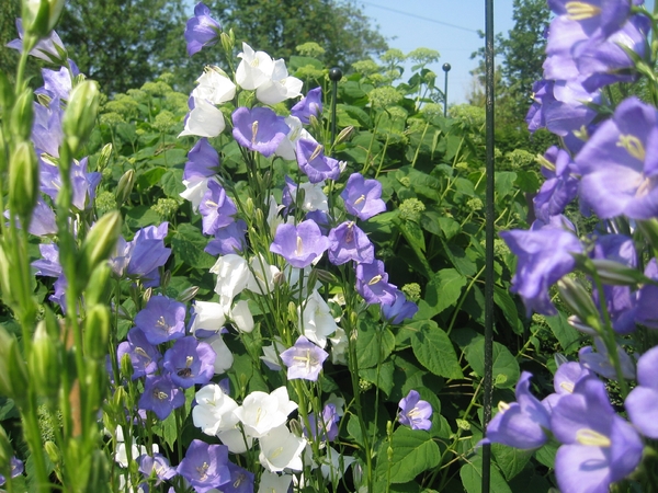 Campanula