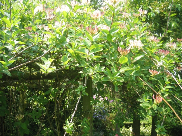 lonicera