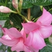 Mandevilla