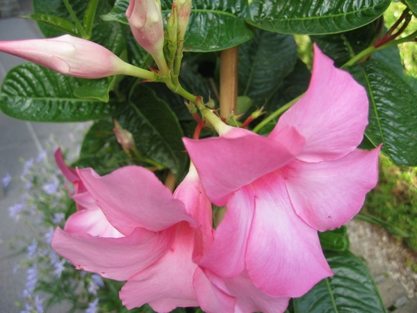 Mandevilla