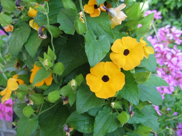 ,,Susanne met de mooie ogen,,