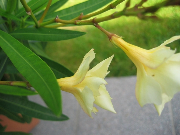 Oleander geel