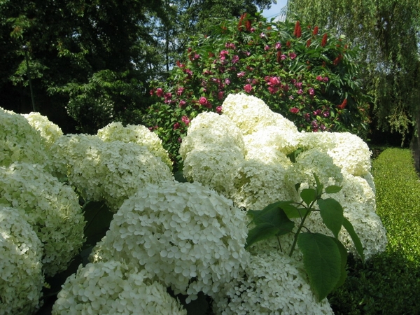 Hortensia ,,annabelle,,