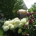 Hortensia en rode alteastruuk