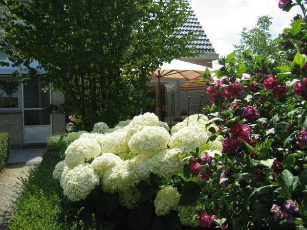 Hortensia en rode alteastruuk