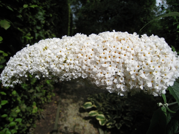 witte vlinderstruik