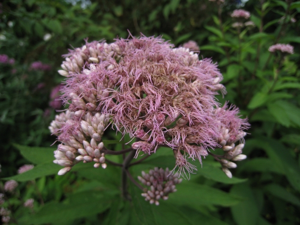 Eupatorium purpurea(Koniginnekruid)