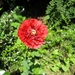 papaver