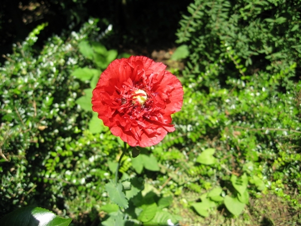 papaver