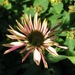 rudbecia