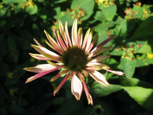 rudbecia