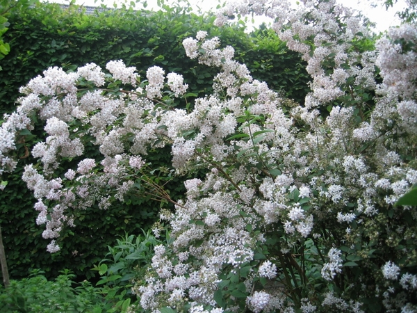 Deutsia(Bruidsbloem)