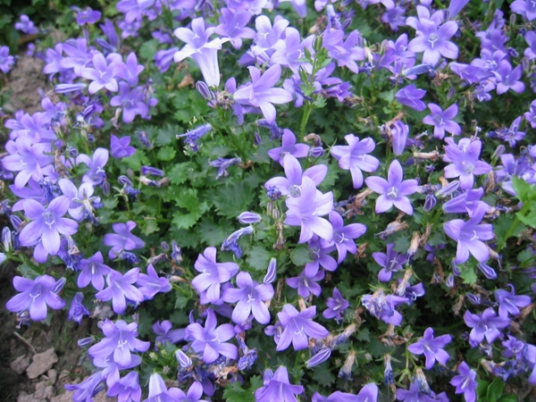 Campanula
