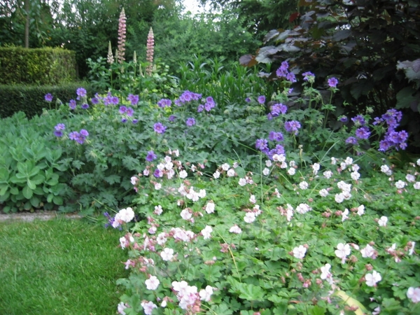 Tuingeraniums en Lupine