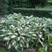 Hosta