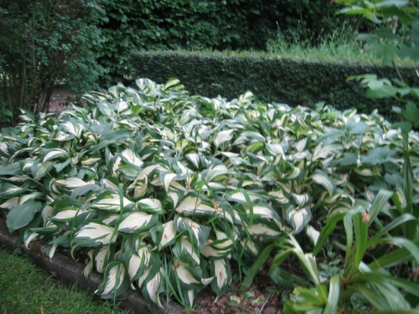 Hosta