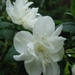 Philadelphus(Boerenjasmijn)