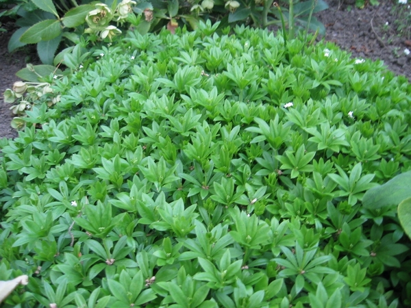 Onze lievevrouwebedstro