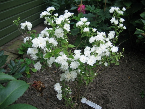 Boerenjasmijn in aanplant