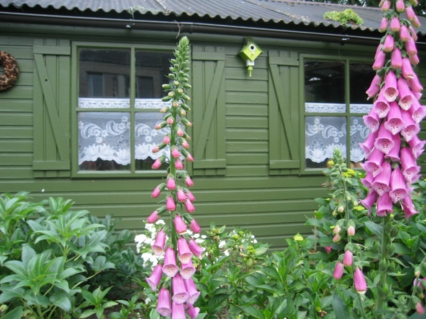 Digitalis(Vingerhoedskruid)