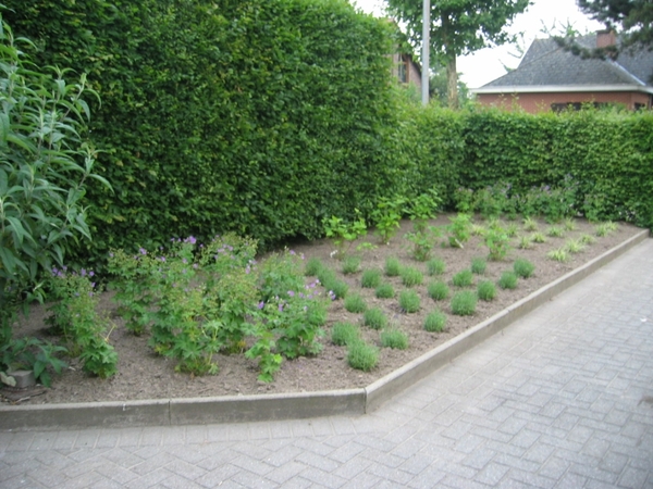 Nieuwe aanplant in driehoeksvorm