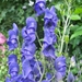 Aconitum (Monnikskap)