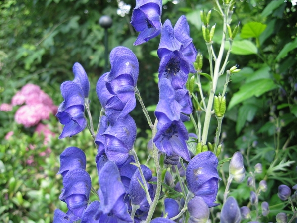 Aconitum (Monnikskap)